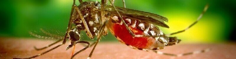 Professional pest inspection